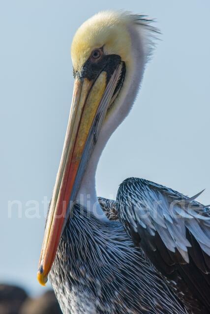 W13401 Chilepelikan,Peruvian pelican - Peter Wächtershäuser