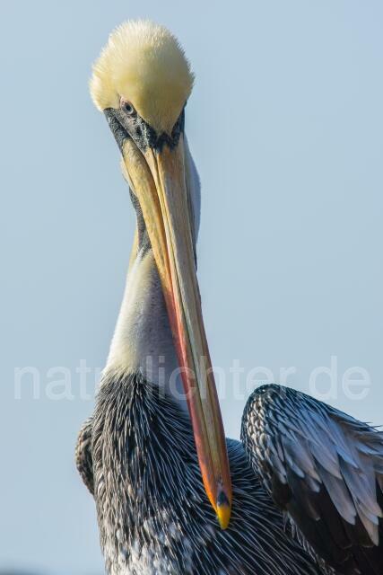 W13403 Chilepelikan,Peruvian pelican - Peter Wächtershäuser