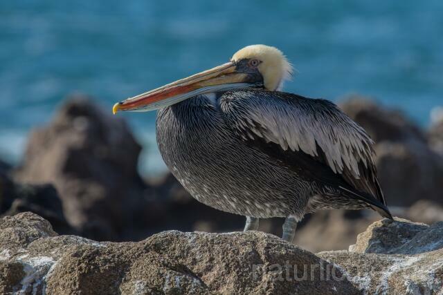 W13408 Chilepelikan,Peruvian pelican - Peter Wächtershäuser