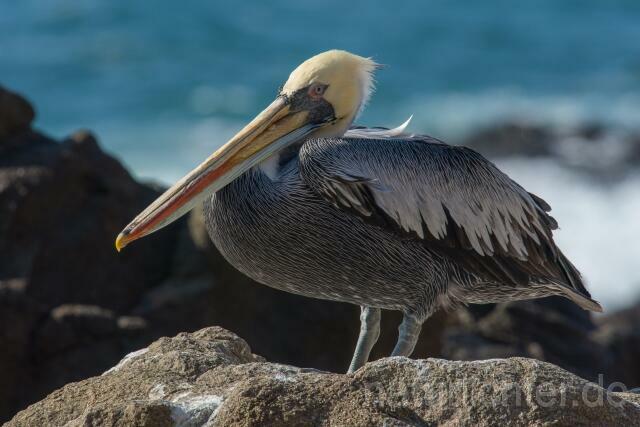W13413 Chilepelikan,Peruvian pelican - Peter Wächtershäuser