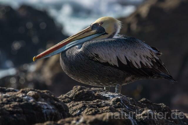 W13415 Chilepelikan,Peruvian pelican - Peter Wächtershäuser
