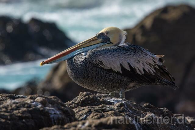 W13416 Chilepelikan,Peruvian pelican - Peter Wächtershäuser