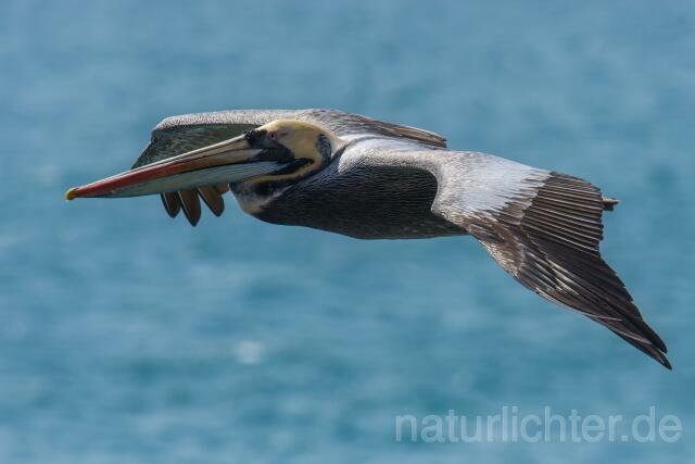 W13417 Chilepelikan,Peruvian pelican - Peter Wächtershäuser