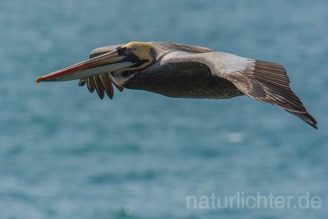W13418 Chilepelikan,Peruvian pelican - Peter Wächtershäuser
