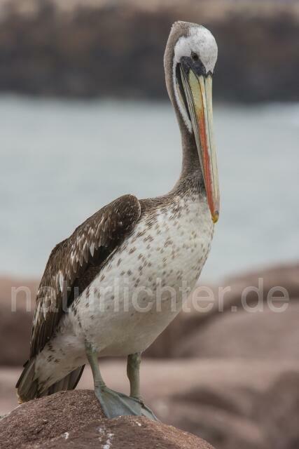 W13419 Chilepelikan,Peruvian pelican - Peter Wächtershäuser