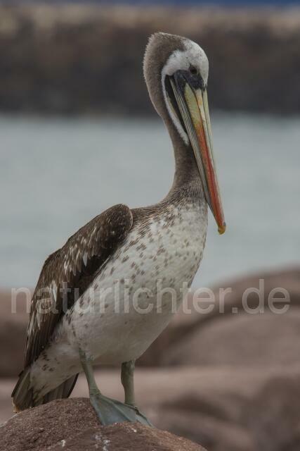 W13420 Chilepelikan,Peruvian pelican - Peter Wächtershäuser
