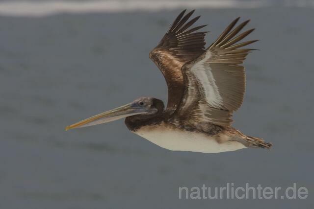 W13421 Chilepelikan,Peruvian pelican - Peter Wächtershäuser