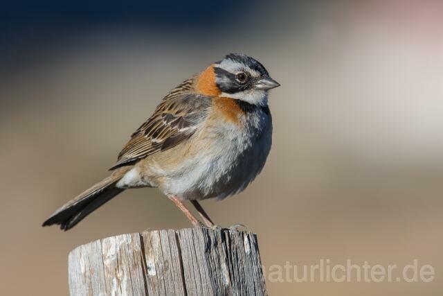 W13581 Morgenammer,Rufous-collared Sparrow - Peter Wächtershäuser