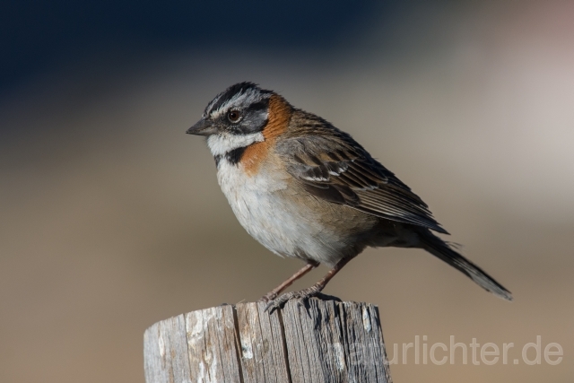 W13582 Morgenammer,Rufous-collared Sparrow - Peter Wächtershäuser