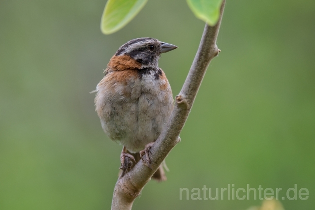 W13583 Morgenammer,Rufous-collared Sparrow - Peter Wächtershäuser
