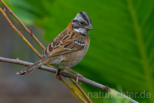 W13589 Morgenammer,Rufous-collared Sparrow - Peter Wächtershäuser