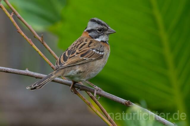 W13590 Morgenammer,Rufous-collared Sparrow - Peter Wächtershäuser
