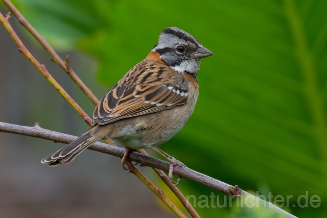 W13591 Morgenammer,Rufous-collared Sparrow - Peter Wächtershäuser