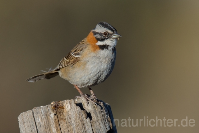 W13592 Morgenammer,Rufous-collared Sparrow - Peter Wächtershäuser