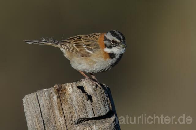 W13593 Morgenammer,Rufous-collared Sparrow - Peter Wächtershäuser