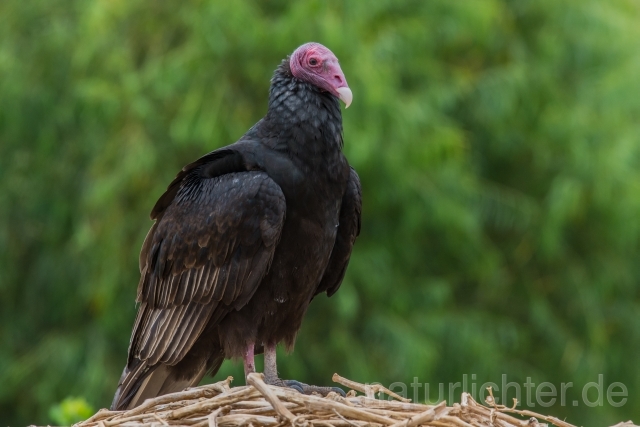 W13673 Truthahngeier,Turkey Vulture - Peter Wächtershäuser