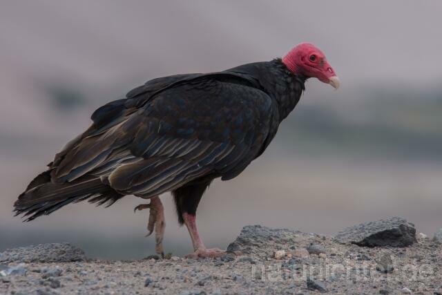 W13678 Truthahngeier,Turkey Vulture - Peter Wächtershäuser