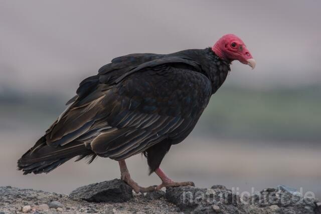W13680 Truthahngeier,Turkey Vulture - Peter Wächtershäuser