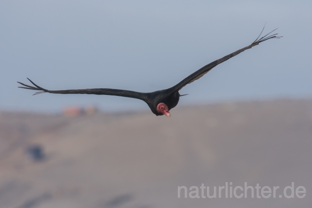W13682 Truthahngeier,Turkey Vulture - Peter Wächtershäuser