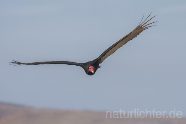 W13684 Truthahngeier,Turkey Vulture - Peter Wächtershäuser