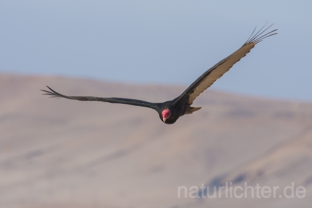 W13685 Truthahngeier,Turkey Vulture - Peter Wächtershäuser