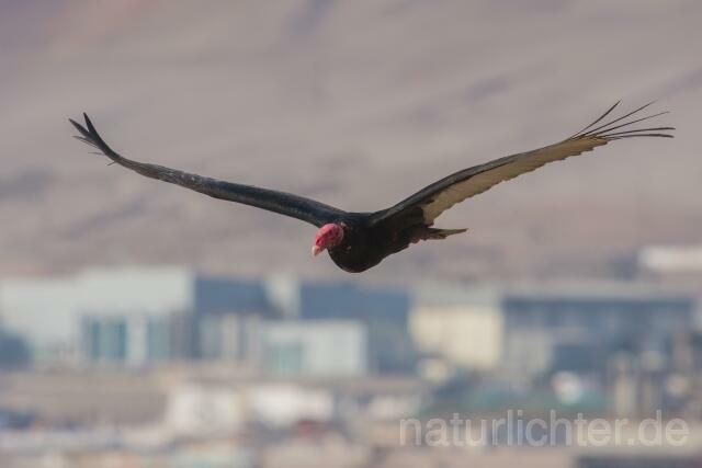W13686 Truthahngeier,Turkey Vulture - Peter Wächtershäuser
