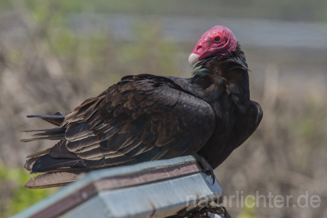 W13699 Truthahngeier,Turkey Vulture - Peter Wächtershäuser