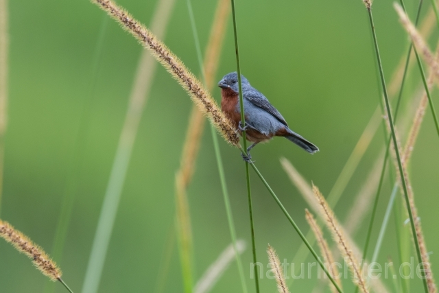 W14745 Rotbauchpfäffchen,Chestnut-bellied Seedeater - Peter Wächtershäuser