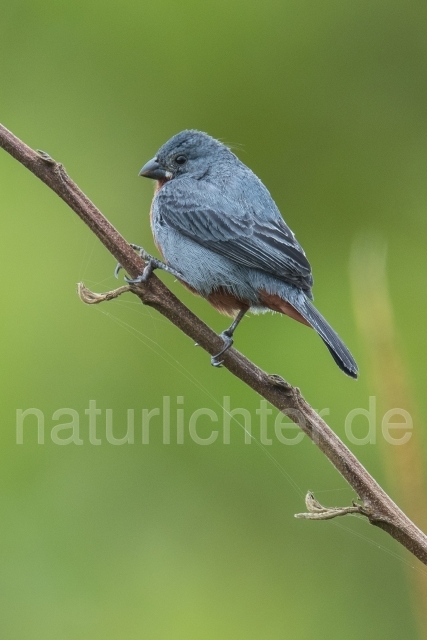 W14746 Rotbauchpfäffchen,Chestnut-bellied Seedeater - Peter Wächtershäuser