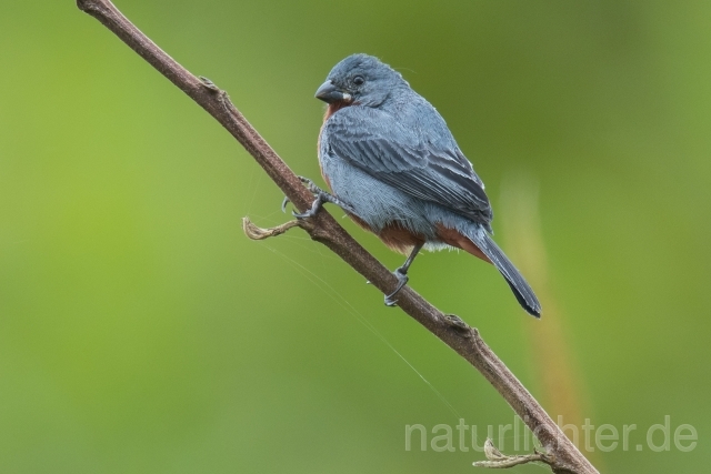 W14747 Rotbauchpfäffchen,Chestnut-bellied Seedeater - Peter Wächtershäuser