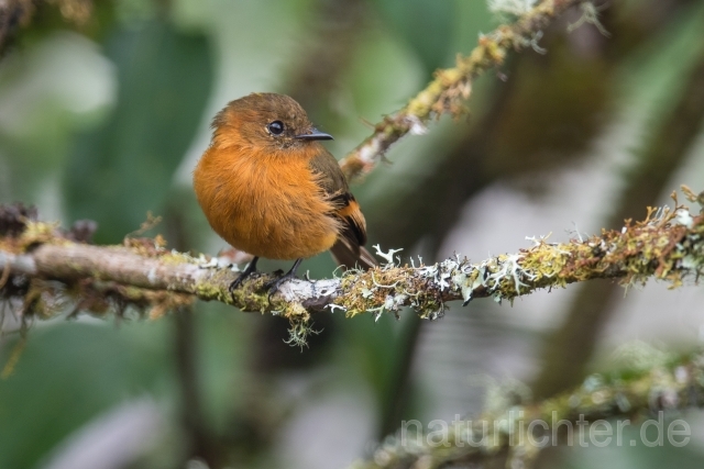 W14774 Zimttyrann,Cinnamon Flycatcher - Peter Wächtershäuser