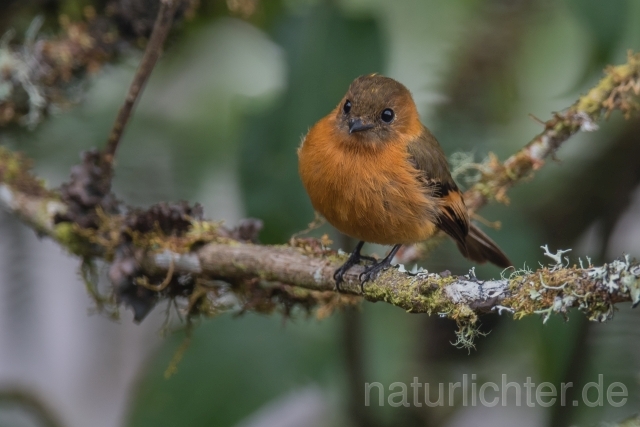 W14777 Zimttyrann,Cinnamon Flycatcher - Peter Wächtershäuser