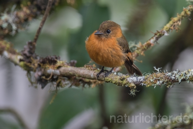 W14778 Zimttyrann,Cinnamon Flycatcher - Peter Wächtershäuser