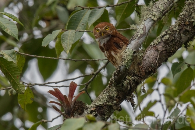 W14786 Nebelzwergkauz,Cloud-forest Pygmy Owl - Peter Wächtershäuser