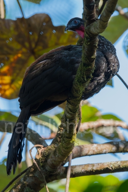 W14831 Rostbauchguan,Crested Guan - Peter Wächtershäuser