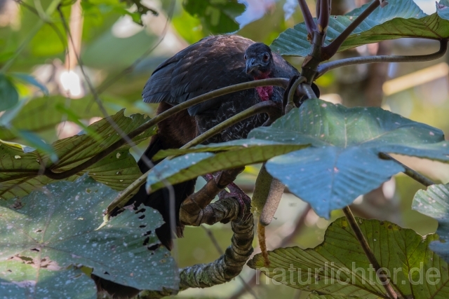 W14837 Rostbauchguan,Crested Guan - Peter Wächtershäuser