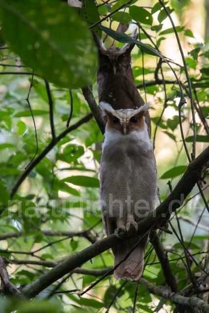 W14854 Haubenkauz,Crested Owl