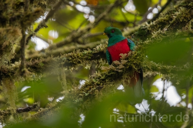 W14860 Kammtrogon,Crested Quetzal - Peter Wächtershäuser