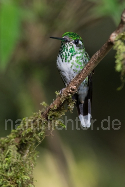 W15007 Flaggensylphe,Booted Racket-tail - Peter Wächtershäuser