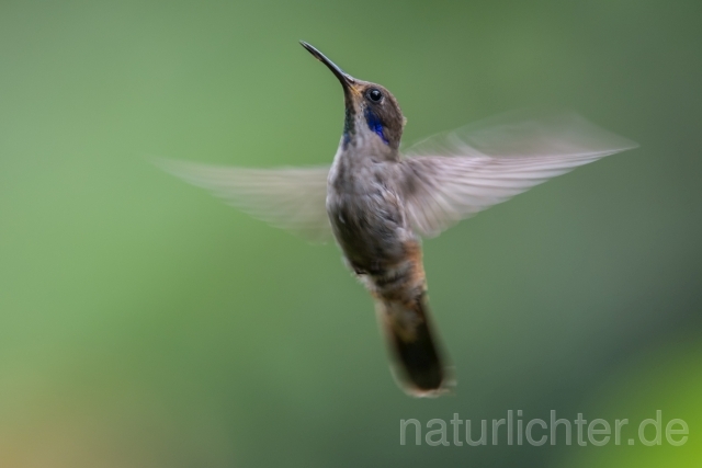 W15024 Brauner Veilchenohrkolibri,Brown Violetear - Peter Wächtershäuser