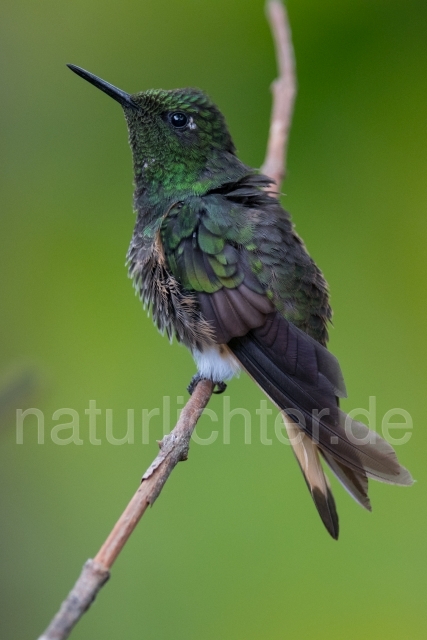 W15027 Fahlschwanzkolibri,Buff-tailed Coronet - Peter Wächtershäuser