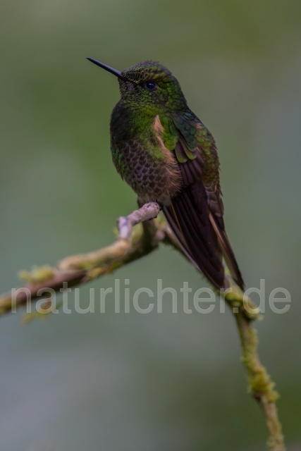 W15032 Fahlschwanzkolibri,Buff-tailed Coronet - Peter Wächtershäuser