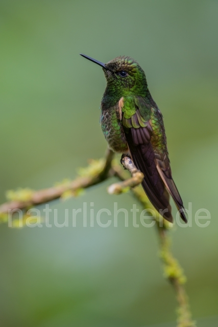 W15033 Fahlschwanzkolibri,Buff-tailed Coronet - Peter Wächtershäuser