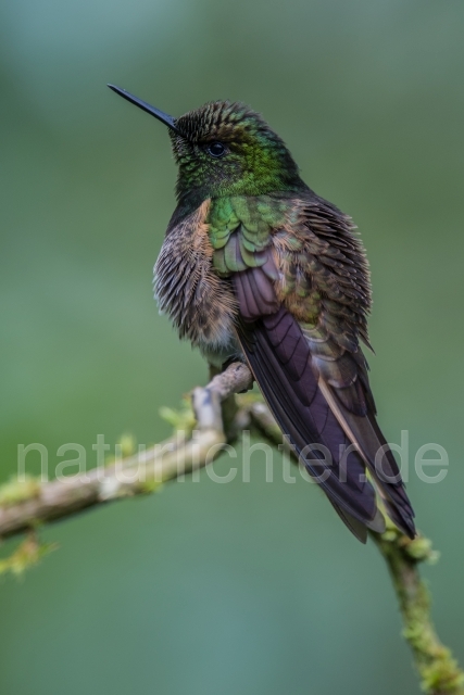 W15036 Fahlschwanzkolibri,Buff-tailed Coronet - Peter Wächtershäuser