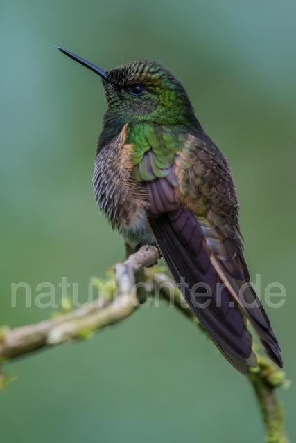 W15040 Fahlschwanzkolibri,Buff-tailed Coronet - Peter Wächtershäuser