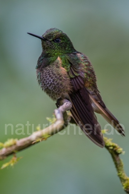 W15041 Fahlschwanzkolibri,Buff-tailed Coronet - Peter Wächtershäuser