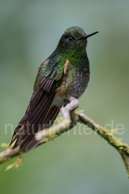 W15042 Fahlschwanzkolibri,Buff-tailed Coronet - Peter Wächtershäuser