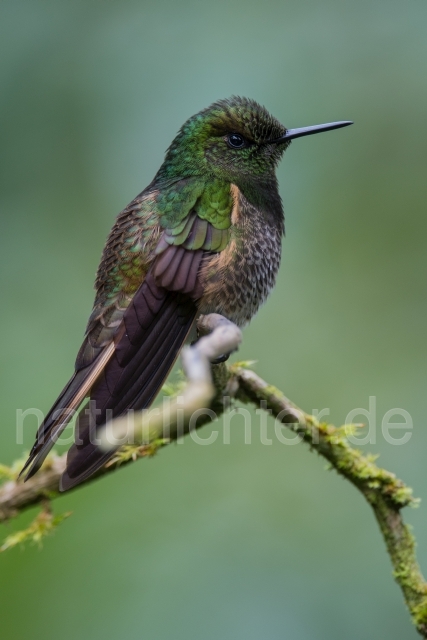 W15043 Fahlschwanzkolibri,Buff-tailed Coronet - Peter Wächtershäuser