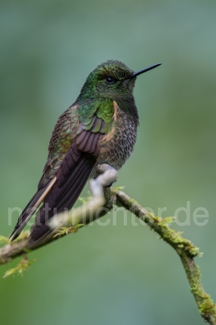 W15044 Fahlschwanzkolibri,Buff-tailed Coronet - Peter Wächtershäuser