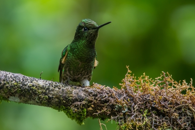 W15046 Fahlschwanzkolibri,Buff-tailed Coronet - Peter Wächtershäuser